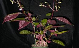 2014 Convention - Class 13 Other rhizomatous gesneriads - Best in Section B (New World Rhizomatous Gesneriad in Flower)