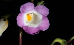 2014 Convention - Class 13 Other rhizomatous gesneriads - Best in Section B (New World Rhizomatous Gesneriad in Flower)