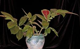 2014 Convention - Class 15 Columnea - Special Award for Best Flowering Columnea