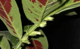 2014 Convention - Class 15 Columnea - Special Award for Best Flowering Columnea