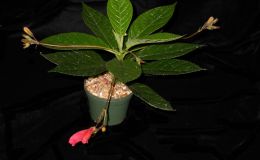 2014 Convention - Class 17 Gesneria - Best in Section C (New World Fibrous-Rooted Gesneriad in Flower)