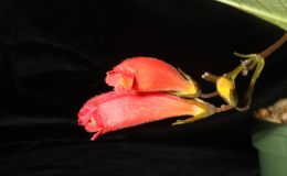 2014 Convention - Class 17 Gesneria - Best in Section C (New World Fibrous-Rooted Gesneriad in Flower)