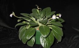 2014 Convention - Class 22 Primulina species or named cultivars