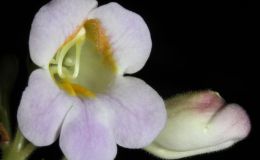 2014 Convention - Class 22 Primulina species or named cultivars