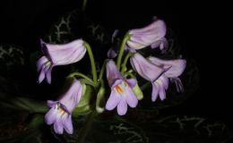 2014 Convention - Class 23 Primulina hybrids - Judges Award of Merit