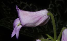 2014 Convention - Class 23 Primulina hybrids - Judges Award of Merit