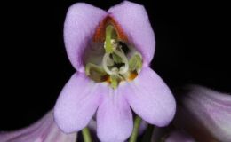 2014 Convention - Class 23 Primulina hybrids - Judges Award of Merit