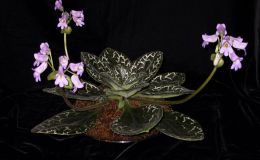 2014 Convention - Class 23 Primulina hybrids - Judges Award of Merit