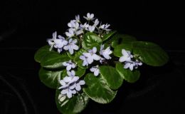 2014 Convention - Class 24 Saintpaulia species or named cultivars