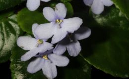 2014 Convention - Class 24 Saintpaulia species or named cultivars