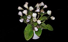 2014 Convention - Class 25 Saintpaulia hybrids classified as miniatures (maximum 6" diameter)