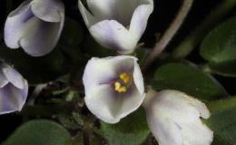 2014 Convention - Class 25 Saintpaulia hybrids classified as miniatures (maximum 6" diameter)