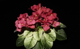 2014 Convention - Class 26 Saintpaulia hybrids classified as semi-miniatures (maximum 8" diameter)