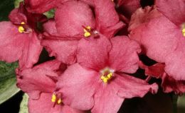 2014 Convention - Class 26 Saintpaulia hybrids classified as semi-miniatures (maximum 8" diameter)