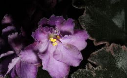 2014 Convention - Class 27 Saintpaulia hybrids classified as standards