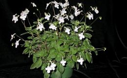 2014 Convention - Class 29 Streptocarpus, subgenus Streptocarpella