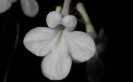 2014 Convention - Class 29 Streptocarpus, subgenus Streptocarpella