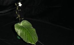 2014 Convention - Class 30 Streptocarpus, subgenus Streptocarpus, species -  Special Award for Best Gesneriad Exhibiting Fruit