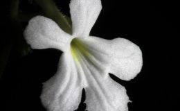 2014 Convention - Class 30 Streptocarpus, subgenus Streptocarpus, species -  Special Award for Best Gesneriad Exhibiting Fruit