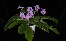 2014 Convention - Class 31A Streptocarpus, subgenus Streptocarpus, hybrids