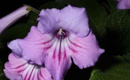 2014 Convention - Class 31A Streptocarpus, subgenus Streptocarpus, hybrids