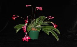 2014 Convention - Class 31B Streptocarpus, subgenus Streptocarpus, hybrids