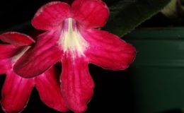 2014 Convention - Class 31B Streptocarpus, subgenus Streptocarpus, hybrids