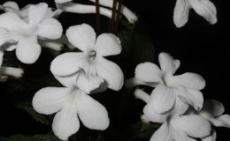 2014 Convention - Class 31C Streptocarpus, subgenus Streptocarpus, hybrids