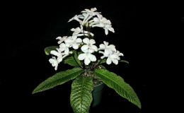 2014 Convention - Class 31C Streptocarpus, subgenus Streptocarpus, hybrids