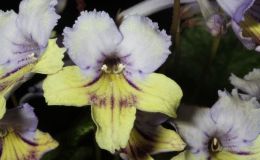 2014 Convention - Class 32 Streptocarpus, subgenus Streptocarpus, hybrids with variegated foliage - Awarded Best in Show, Special Award for Best Streptocarpus, and Best in Section D (Old World Gesneriad in Flower)