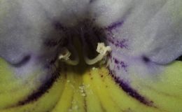 2014 Convention - Class 32 Streptocarpus, subgenus Streptocarpus, hybrids with variegated foliage - Awarded Best in Show, Special Award for Best Streptocarpus, and Best in Section D (Old World Gesneriad in Flower)