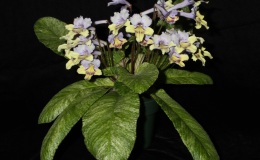 2014 Convention - Class 32 Streptocarpus, subgenus Streptocarpus, hybrids with variegated foliage - Awarded Best in Show, Special Award for Best Streptocarpus, and Best in Section D (Old World Gesneriad in Flower)