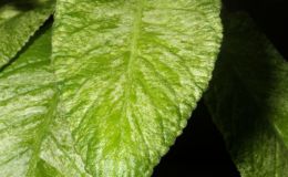 2014 Convention - Class 32 Streptocarpus, subgenus Streptocarpus, hybrids with variegated foliage - Awarded Best in Show, Special Award for Best Streptocarpus, and Best in Section D (Old World Gesneriad in Flower)