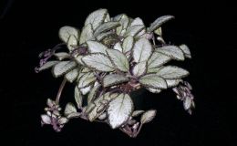2014 Convention - Gesneriads grown for ornamental qualities other than flowers - Class 34 Episcia