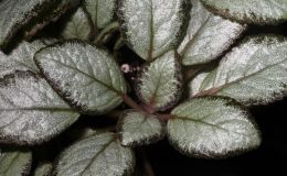 2014 Convention - Gesneriads grown for ornamental qualities other than flowers - Class 34 Episcia