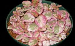 2014 Convention - Gesneriads grown for ornamental qualities other than flowers - Class 35 Episcia with pink and/or cream leaf variegation