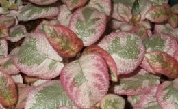 2014 Convention - Gesneriads grown for ornamental qualities other than flowers - Class 35 Episcia with pink and/or cream leaf variegation