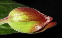 2014 Convention - Gesneriads grown for ornamental qualities other than flowers - Class 36A Primulina
