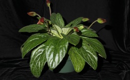 2014 Convention - Gesneriads grown for ornamental qualities other than flowers - Class 36A Primulina