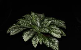 2014 Convention - Gesneriads grown for ornamental qualities other than flowers - Class 36B Primulina