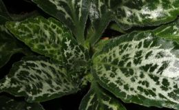 2014 Convention - Gesneriads grown for ornamental qualities other than flowers - Class 36B Primulina 2014 Convention - Gesneriads grown for ornamental qualities other than flowers - Class 36B Primulina