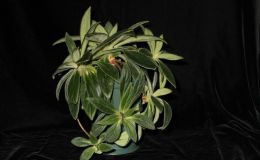 2014 Convention - Gesneriads grown for ornamental qualities other than flowers - Class 36D Primulina 2014 Convention - Gesneriads grown for ornamental qualities other than flowers - Class 36D Primulina