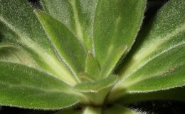 2014 Convention - Gesneriads grown for ornamental qualities other than flowers - Class 36D Primulina 2014 Convention - Gesneriads grown for ornamental qualities other than flowers - Class 36D Primulina
