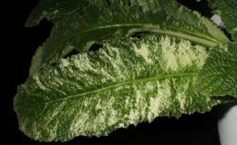 2014 Convention - Gesneriads grown for ornamental qualities other than flowers - Class 37 Other gesneriads with green-and-white leaf variegation 2014 Convention - Gesneriads grown for ornamental qualities other than flowers - Class 37 Other gesneriads with green-and-white leaf variegation