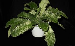 2014 Convention - Gesneriads grown for ornamental qualities other than flowers - Class 37 Other gesneriads with green-and-white leaf variegation 2014 Convention - Gesneriads grown for ornamental qualities other than flowers - Class 37 Other gesneriads with green-and-white leaf variegation