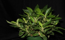 2014 Convention - Gesneriads grown for ornamental qualities other than flowers - Class 38A Other New World gesneriads, species or hybrids 2014 Convention - Gesneriads grown for ornamental qualities other than flowers - Class 38A Other New World gesneriads, species or hybrids