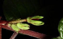 2014 Convention - New Gesneriads - Class 41 Species not in flower 2014 Convention - New Gesneriads - Class 41 Species not in flower