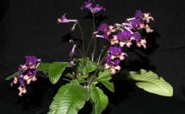 2014 Convention - New Gesneriads - Class 42 Hybrids or named cultivars in flower - Best in Section F (New Gesneriad) 2014 Convention - New Gesneriads - Class 42 Hybrids or named cultivars in flower - Best in Section F (New Gesneriad)