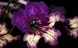2014 Convention - New Gesneriads - Class 42 Hybrids or named cultivars in flower - Best in Section F (New Gesneriad) 2014 Convention - New Gesneriads - Class 42 Hybrids or named cultivars in flower - Best in Section F (New Gesneriad)