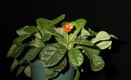2014 Convention - Lesser-Known Gesneriads Seldom Grown or Seen in Shows - Class 44 In flower - Judges Award of Merit and Best in Section G (Lesser-Known Gesneriad) 2014 Convention - Lesser-Known Gesneriads Seldom Grown or Seen in Shows - Class 44 In flower - Judges Award of Merit and Best in Section G (Lesser-Known Gesneriad)